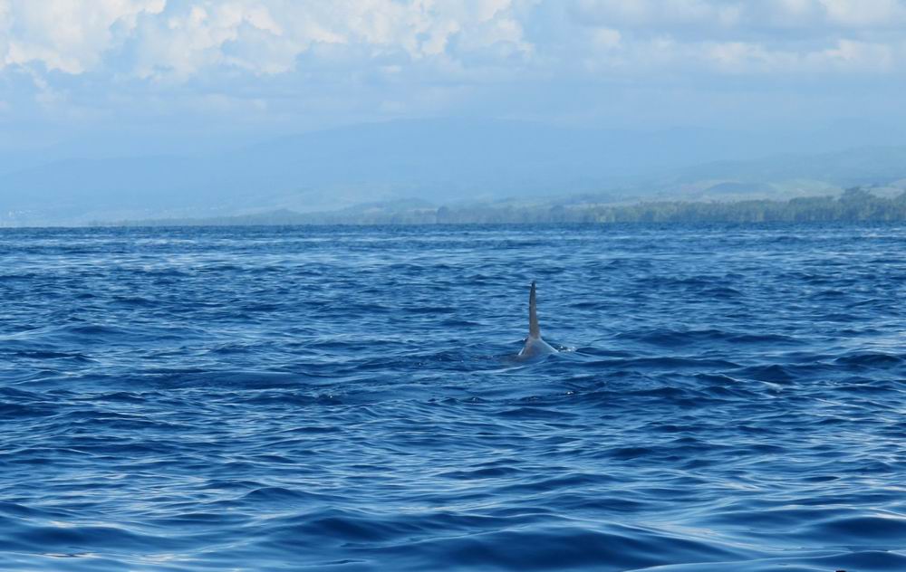 051_žralok nebo delfín.JPG