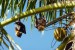 031_netopýři v kokosové palmě.JPG
