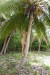 072_lov kokosů.JPG