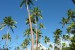 096_všude samé kokosové palmy.jpg
