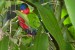 015_fidžijský papoušek.JPG
