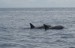 033_obrovská skupina delfínů.JPG